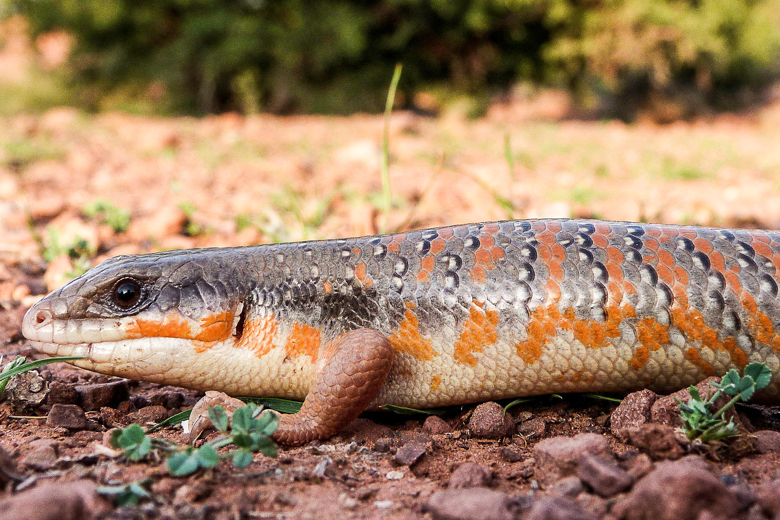 Técnicas de Muestreo en Herpetología