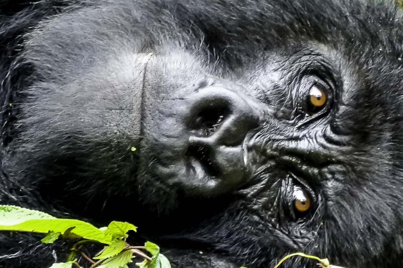 Curso de Primatología