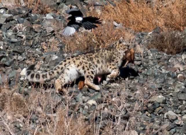 Leopardo de las Nieves