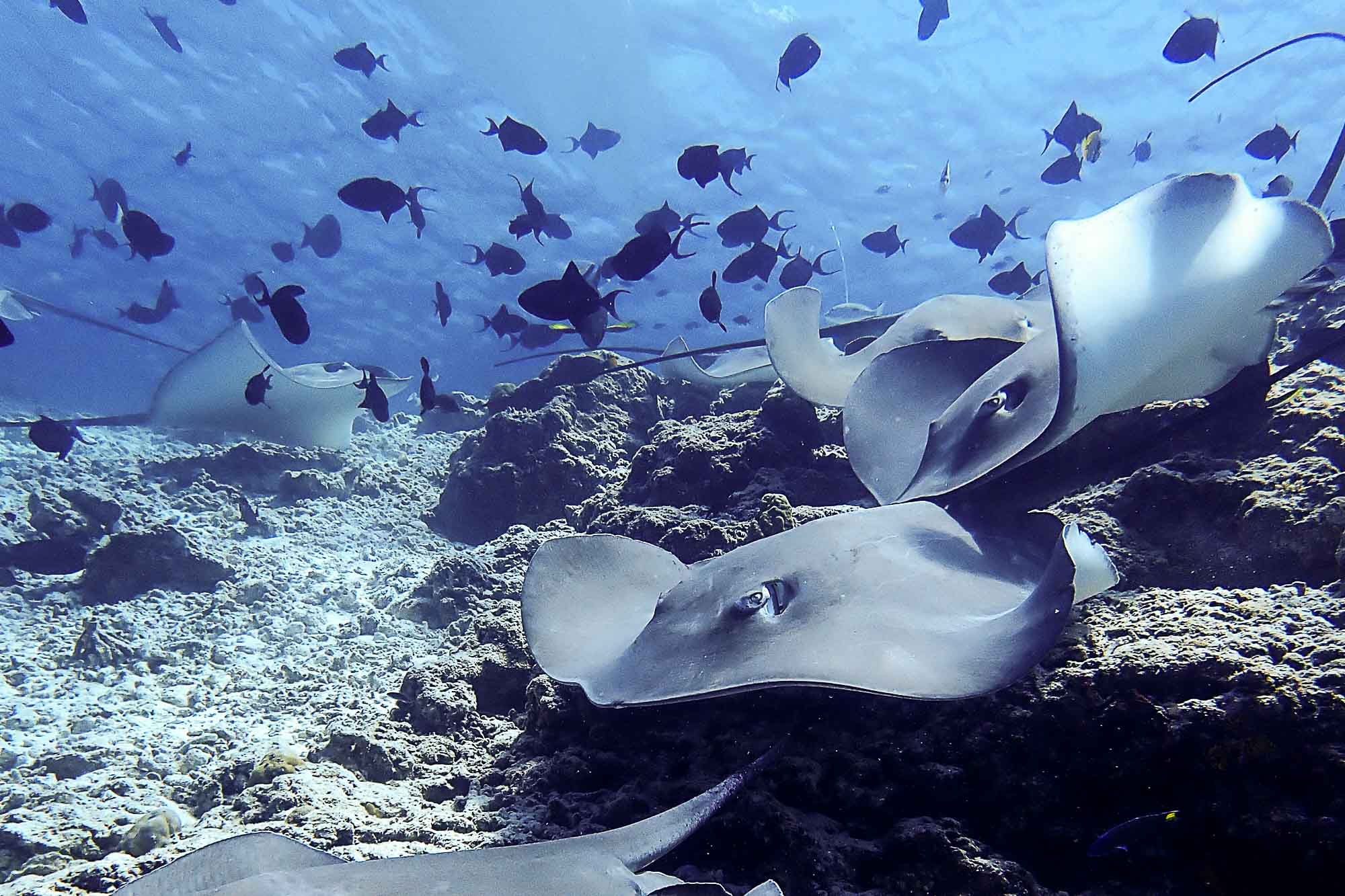 Estudio y Conservación de la Diversidad Marina